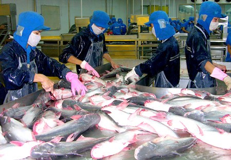 Workers processing Pangasius fish at a plant in the Mekong Delta (Photo: SGGP)